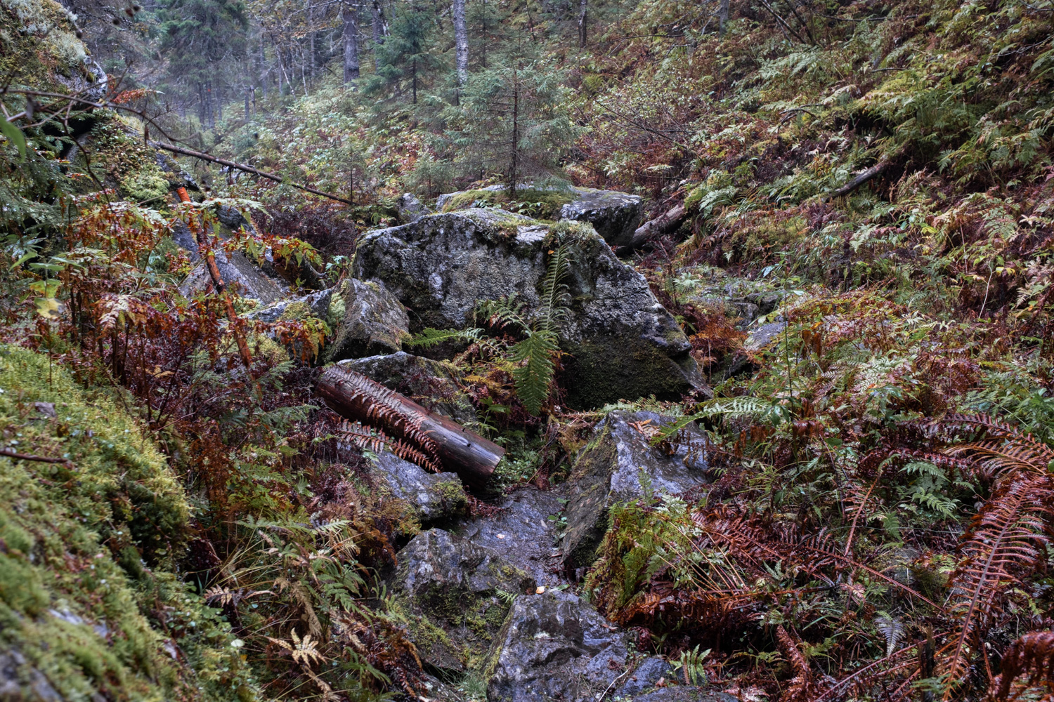 koli-20260909142228-DSCF0032-janine-wenzel.jpg