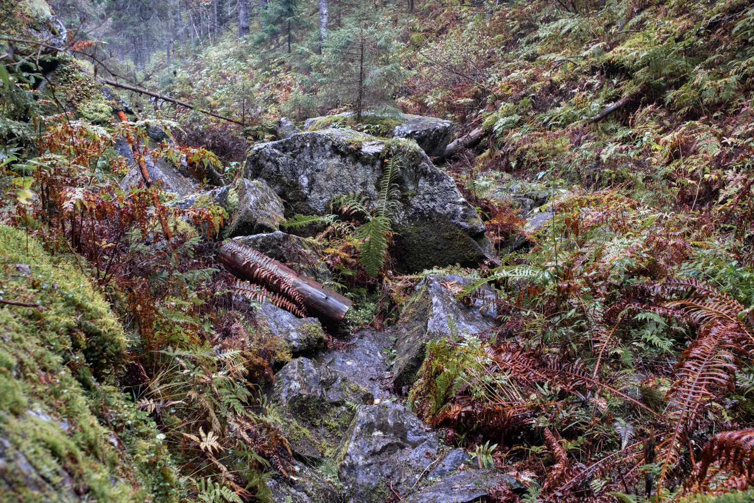 koli-20260909142232-DSCF0033-janine-wenzel.jpg