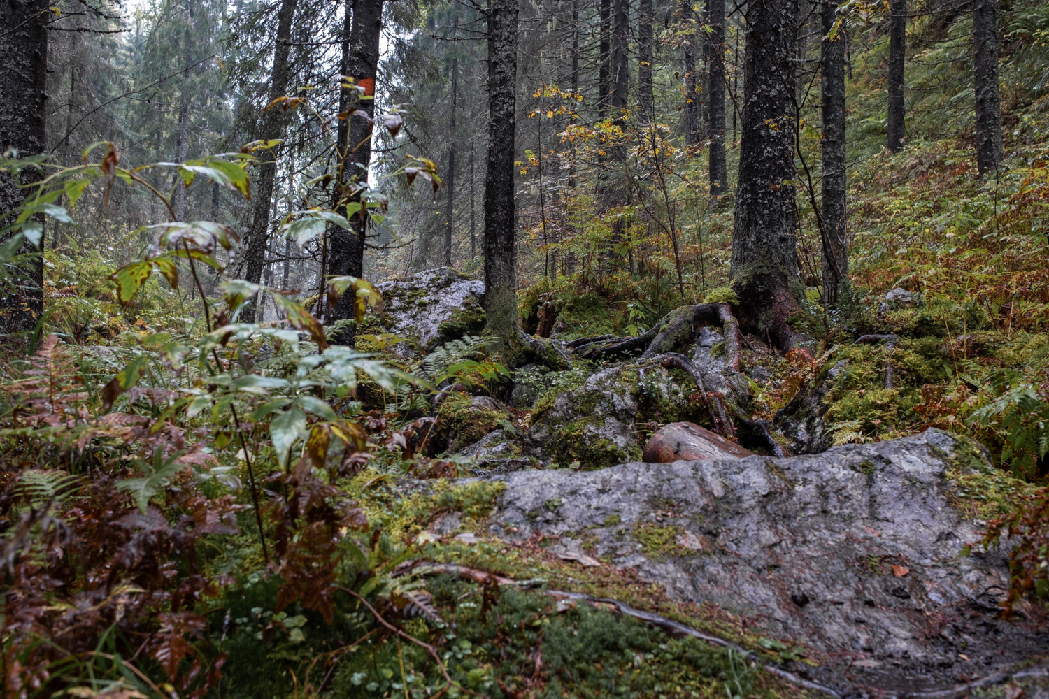 koli-20260909142242-DSCF0034-janine-wenzel.jpg