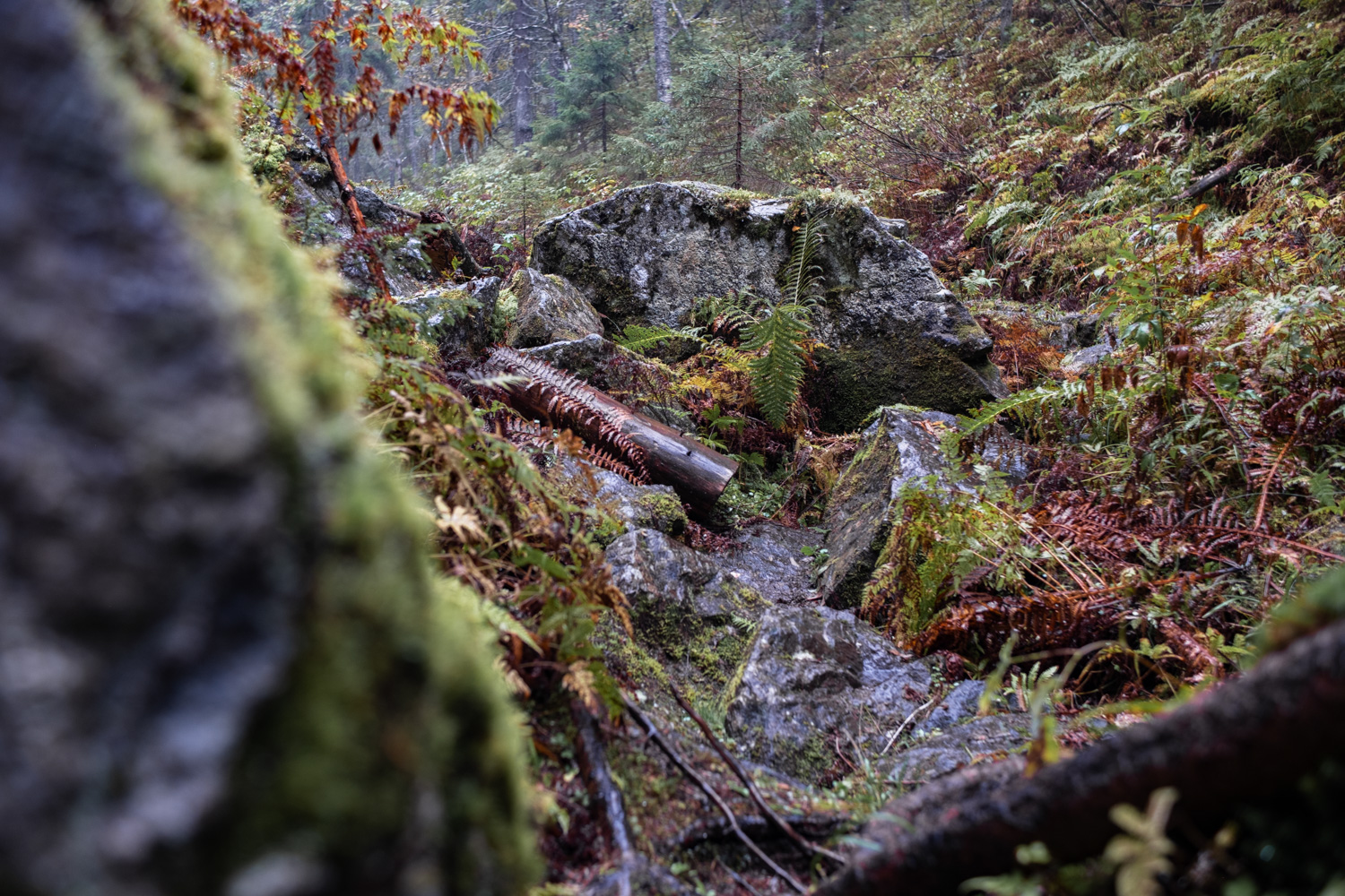 koli-20260909142340-DSCF0038-janine-wenzel.jpg